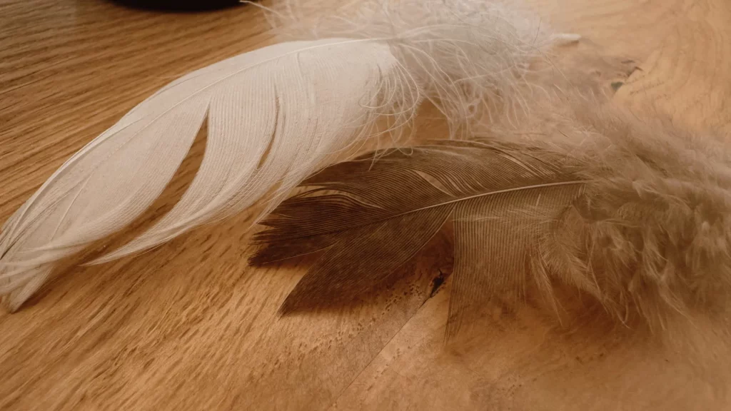 plumes, guides spirituels, signes des guides spirituels