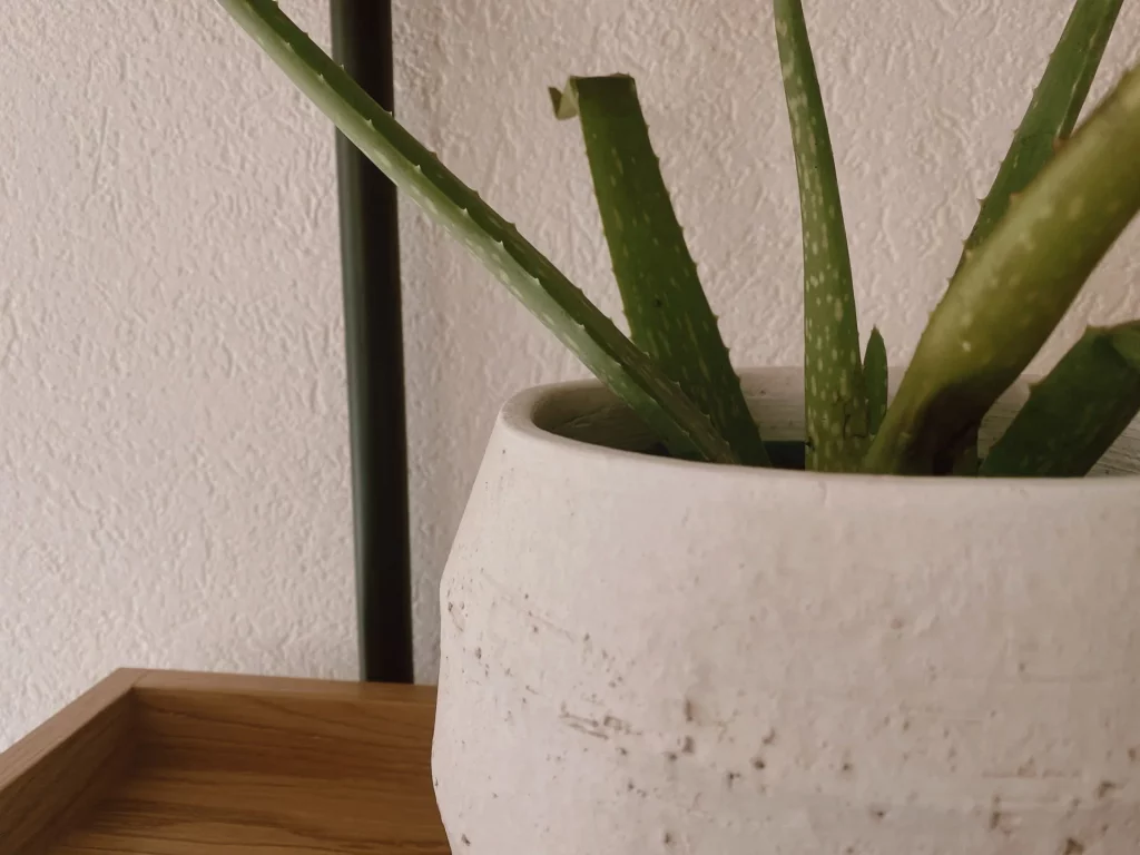 Aloe vera, taux vibratoire d'une maison