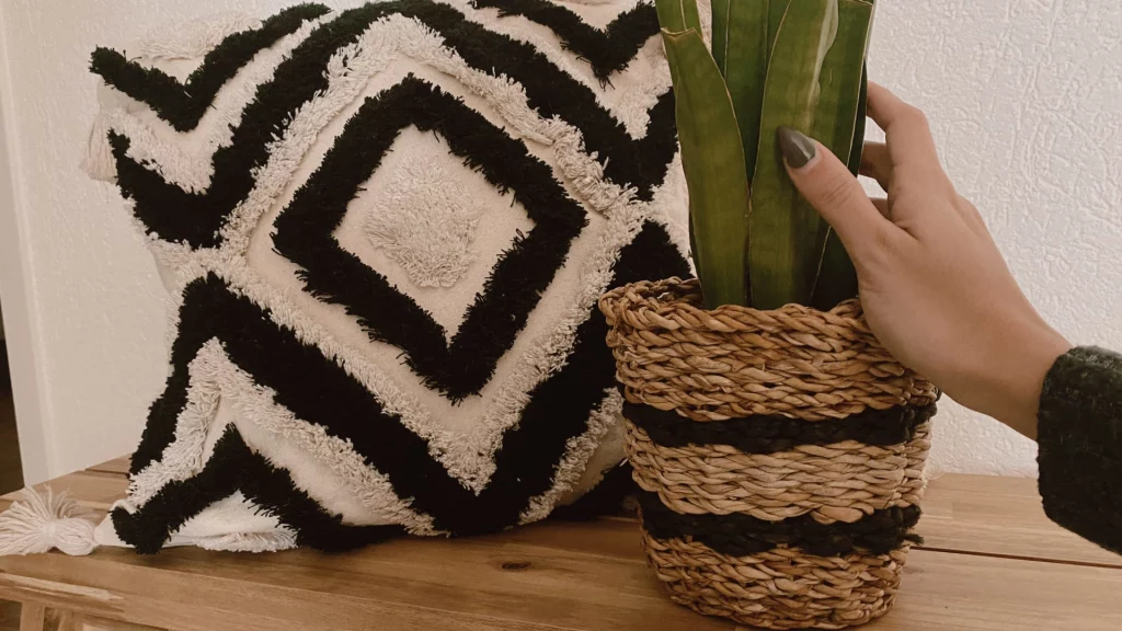 plante - planter des graines - rituels imbolc 2026