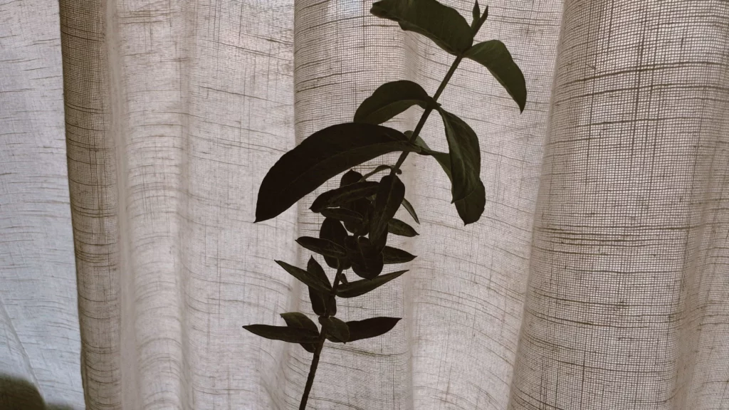 Plante et rideaux en lin