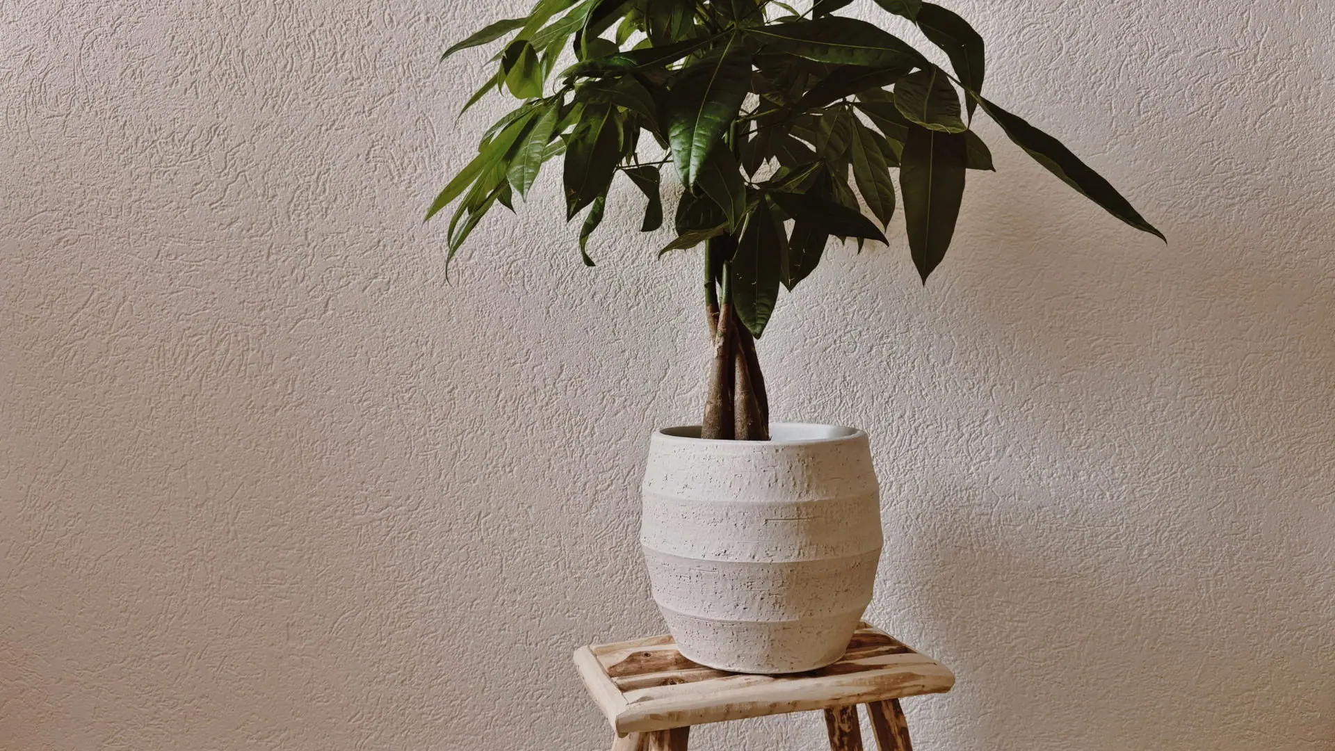 Plante, Ostara 2025