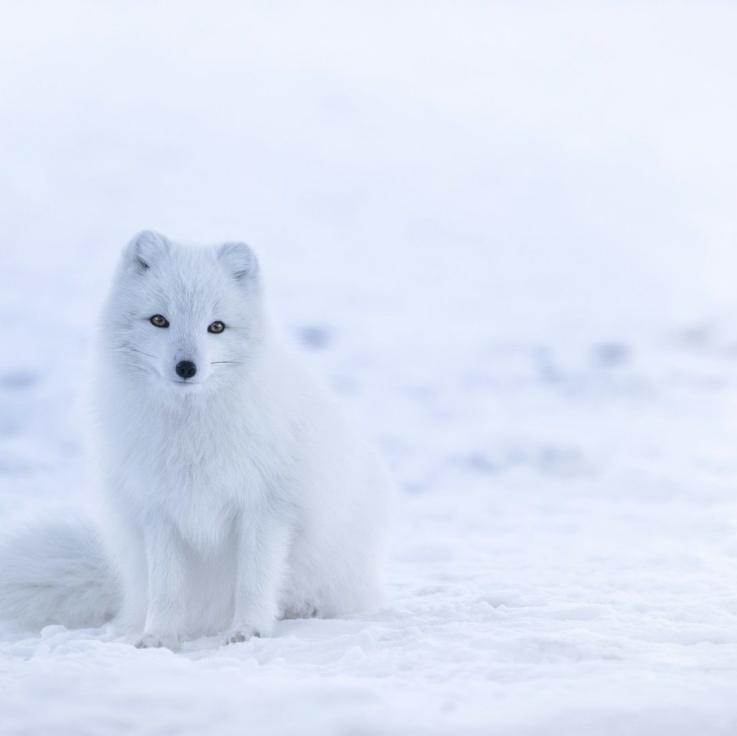 Renard blanc, renard signification spirituelle