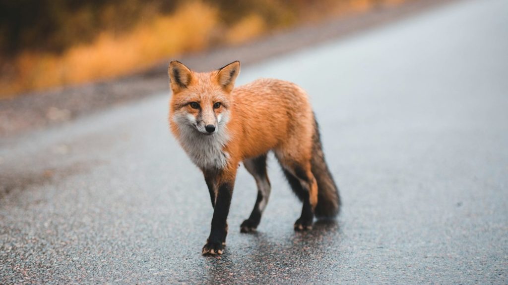 croiser un renard sur la route, renard signification spirituelle