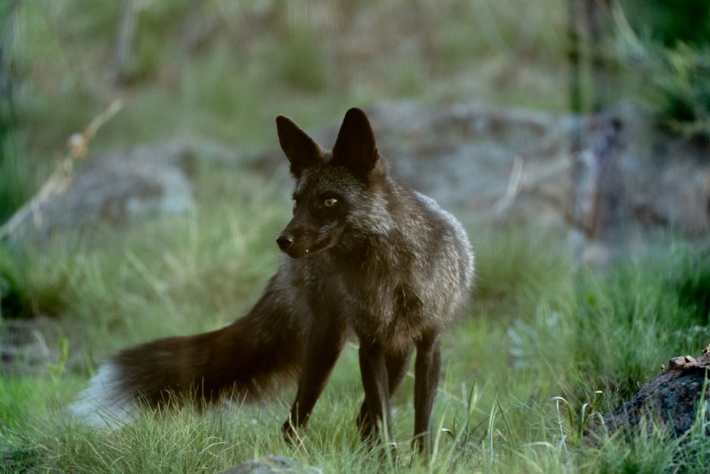 Croiser un renard noir, renard signification spirituelle