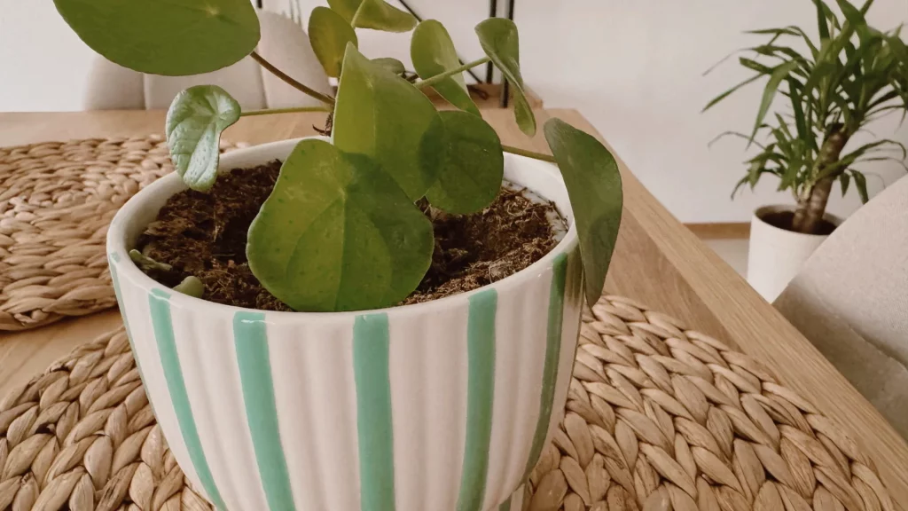 Pilea, maison spirituelle