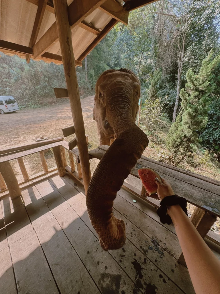 Elephant qui mange une pastèque - symbolique de l'éléphant