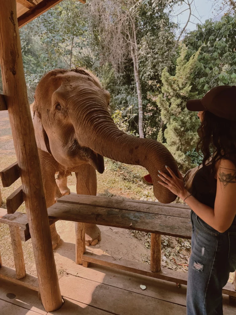Nourrir un éléphant en rêve - symbolique de l'éléphant