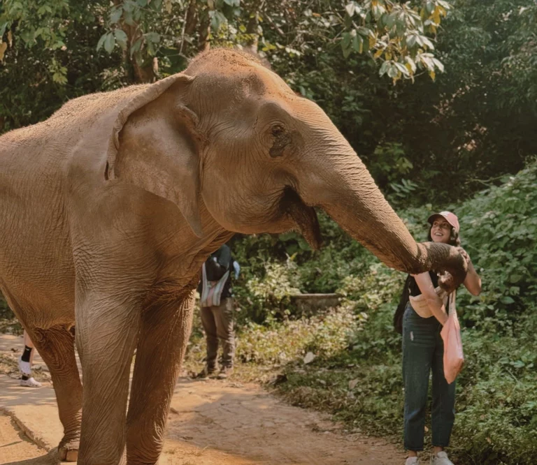 Symbolique de l'éléphant