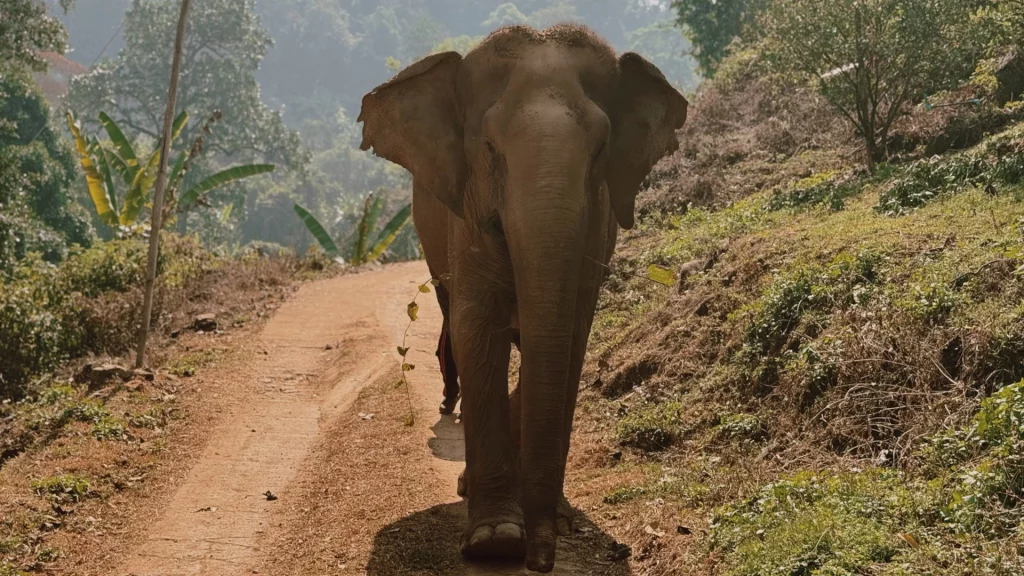 Elephant qui marche- symbolique de l'éléphant
