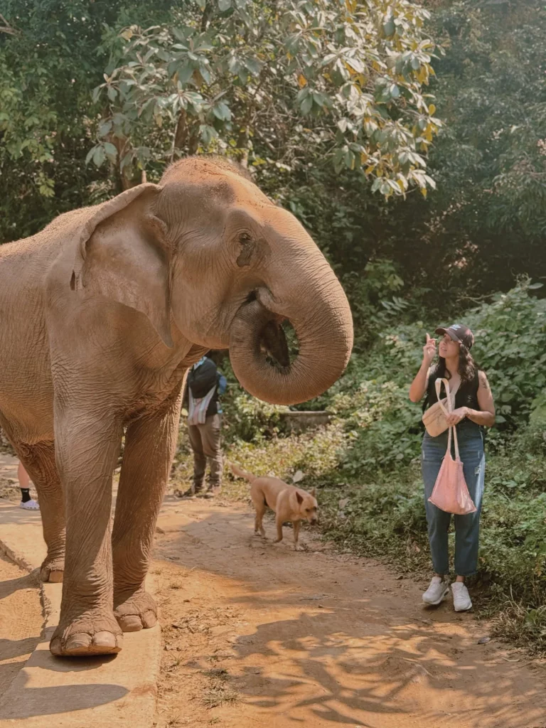 Promenade éléphant - symbolique éléphant