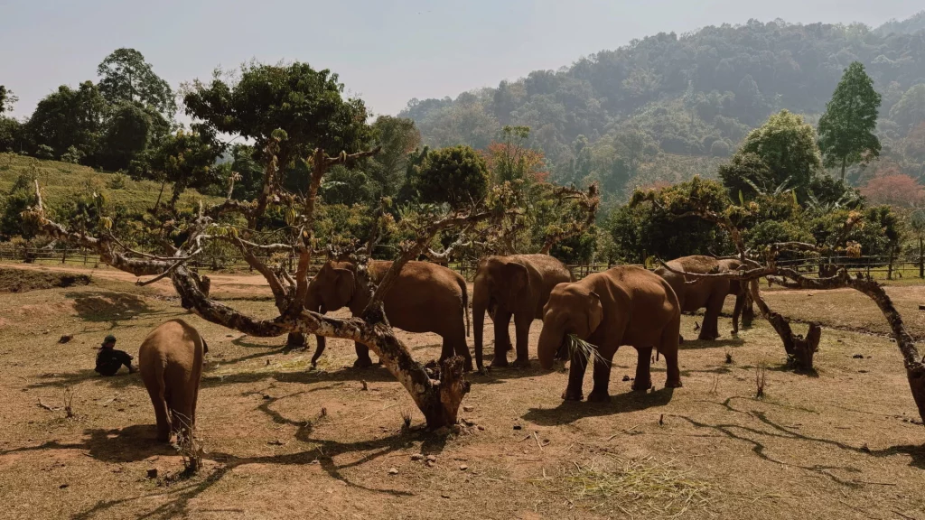 Troupeau d'éléphant - symbolique éléphant