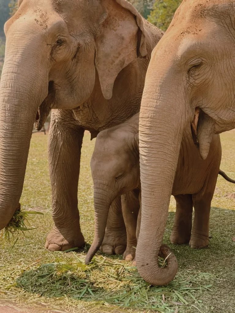 Famille d'éléphant - symbolique de l'éléphant