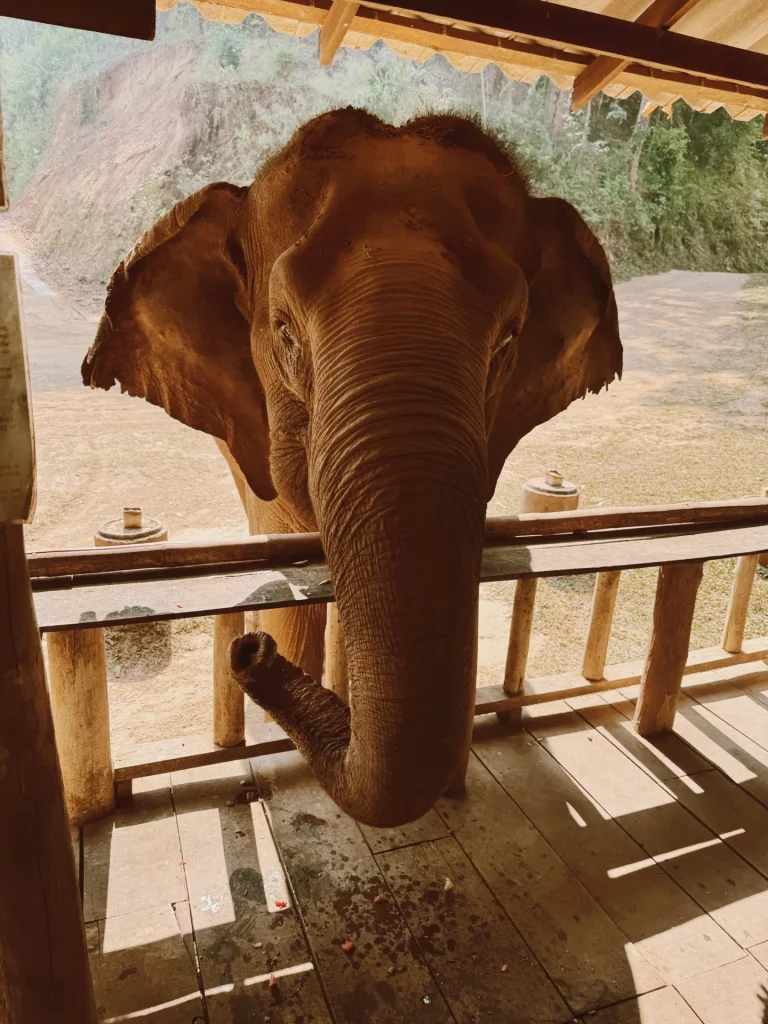 Symbolique éléphant - elephant nature park Chiang mai
