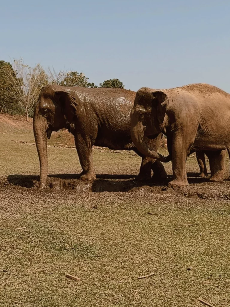 Elephant qui se gicle de l'eau - symbolique de l'éléphant