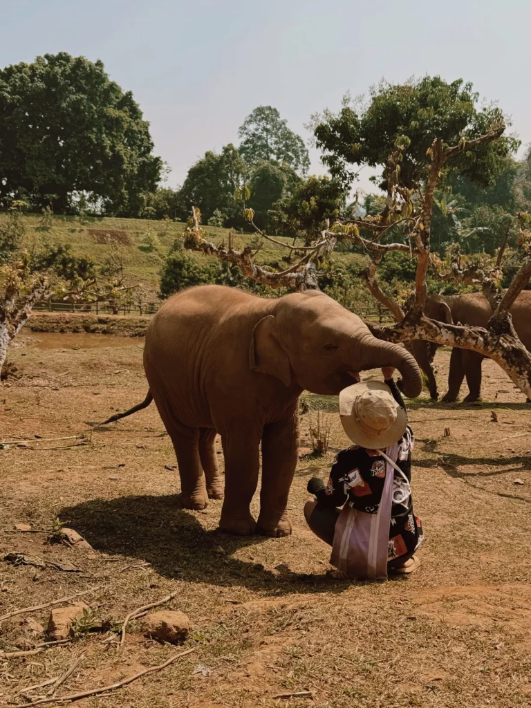 Elephanteau , symbolique éléphant