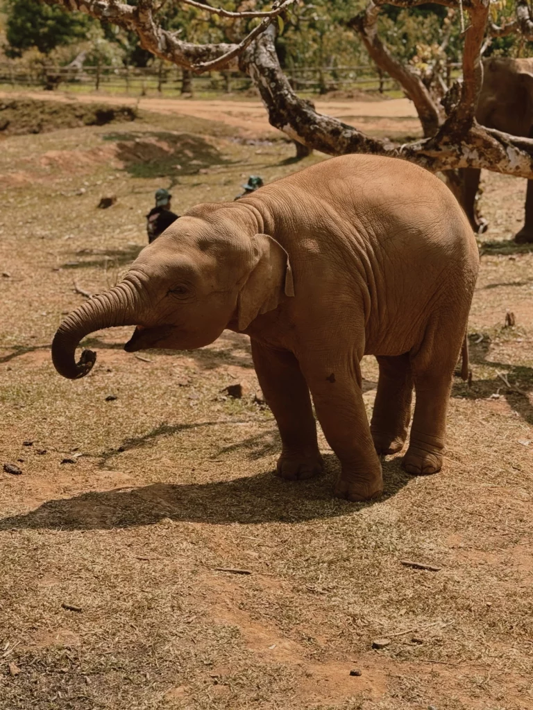 Elephanteau - rêver d'éléphanteau symbolique éléphant