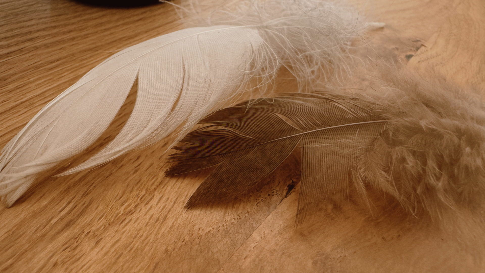 Plumes, guides spirituels