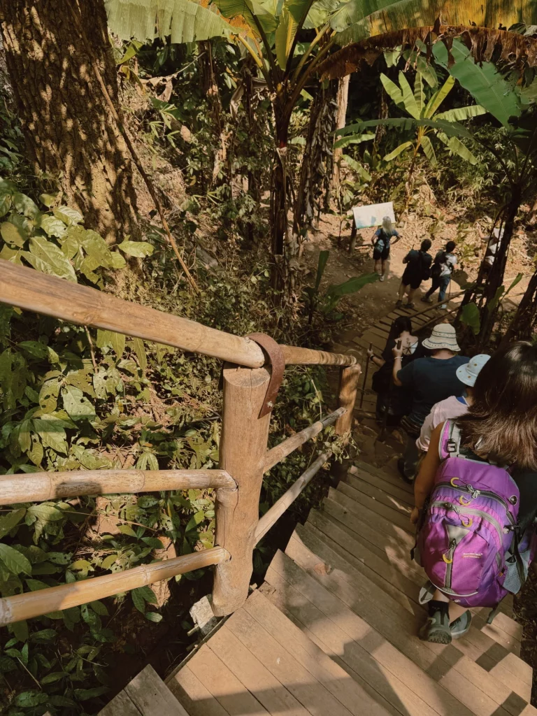 Barrière en bambou, bienfaits du bambou