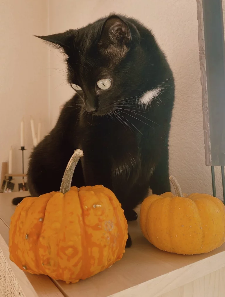Samhain 2025 - fêter Samhain - célébrer Samhain