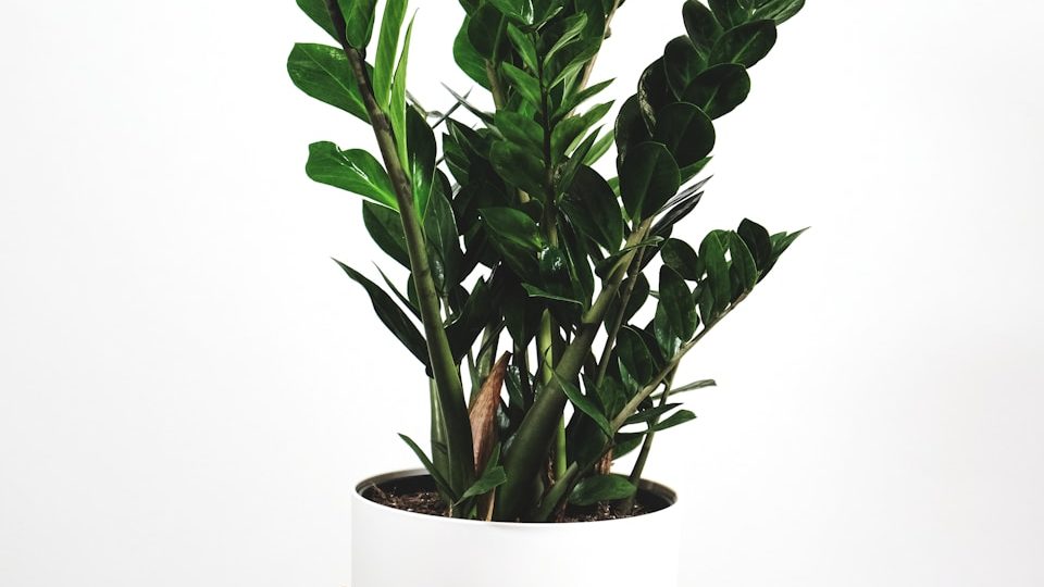 Zamioculcas