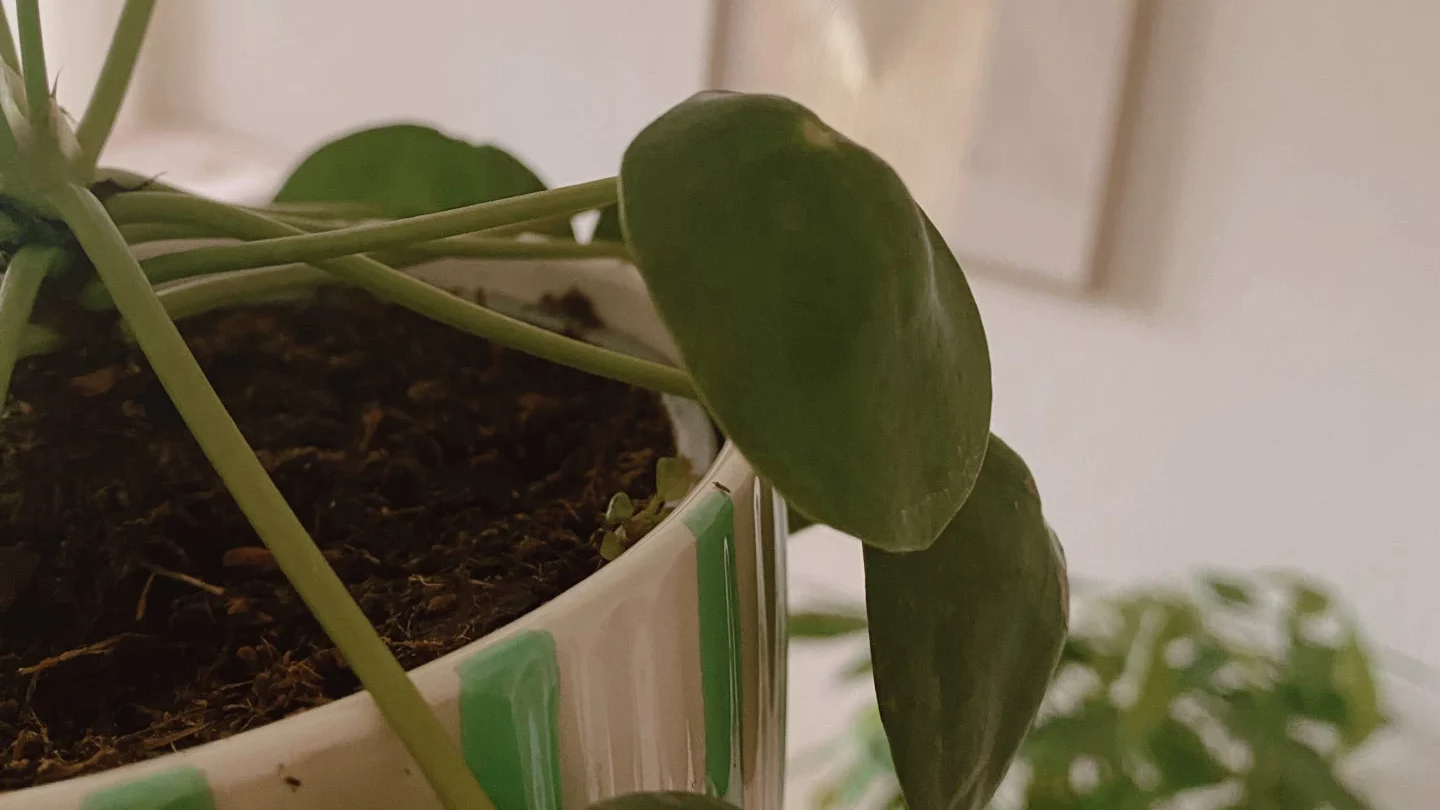 Plantes Feng Shui pour le bureau - pilea
