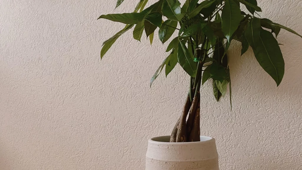 Plantes Feng Shui pour le bureau - pachira