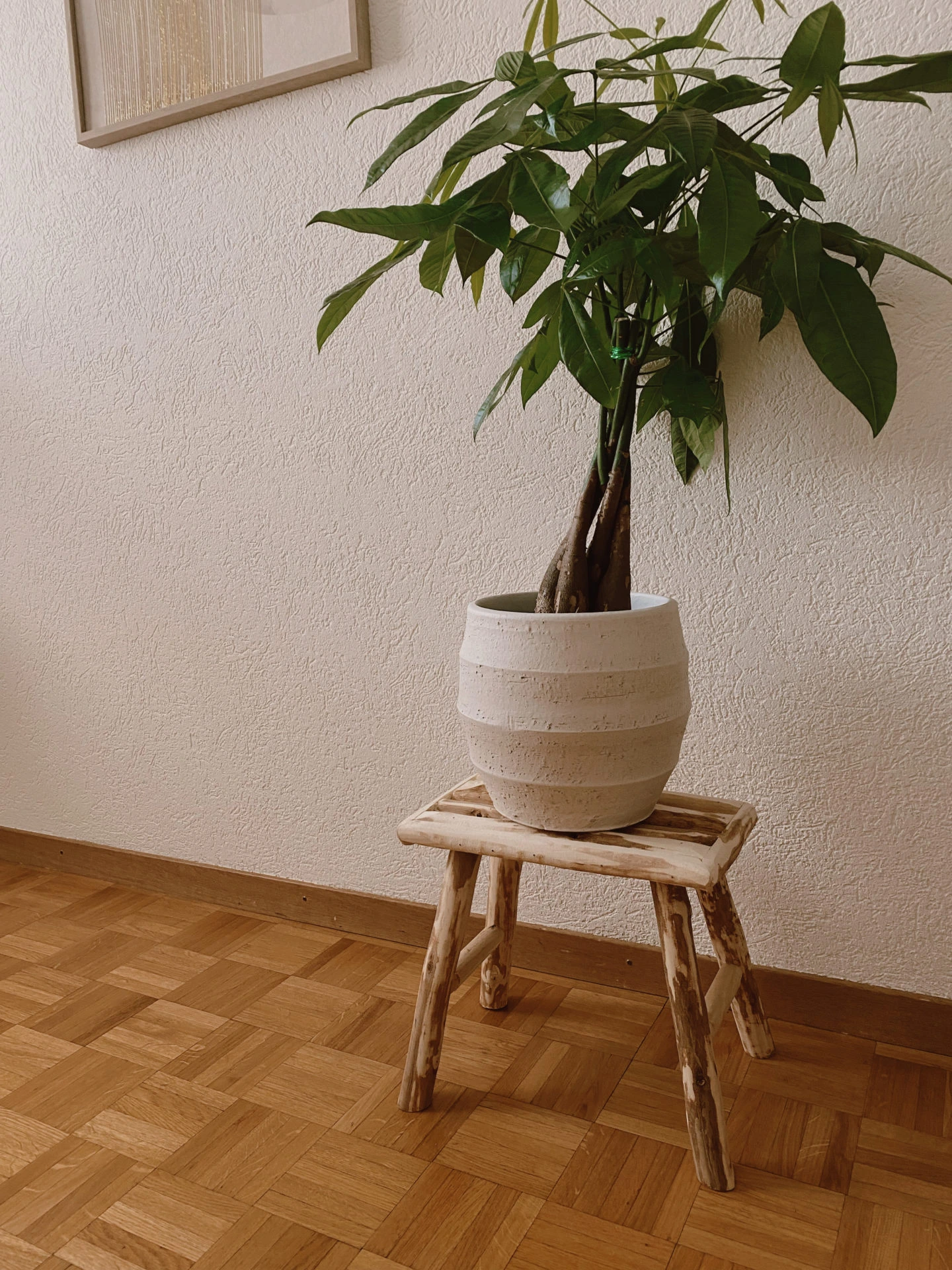 Plantes Feng Shui pour le bureau