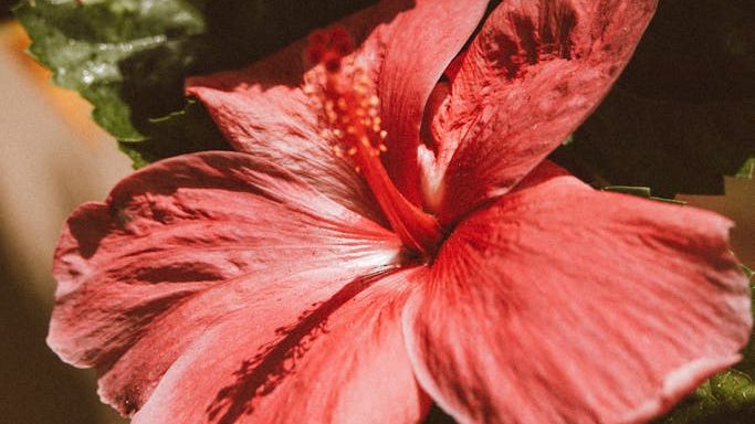 Close-up of a Pink Hibiscus Flowers