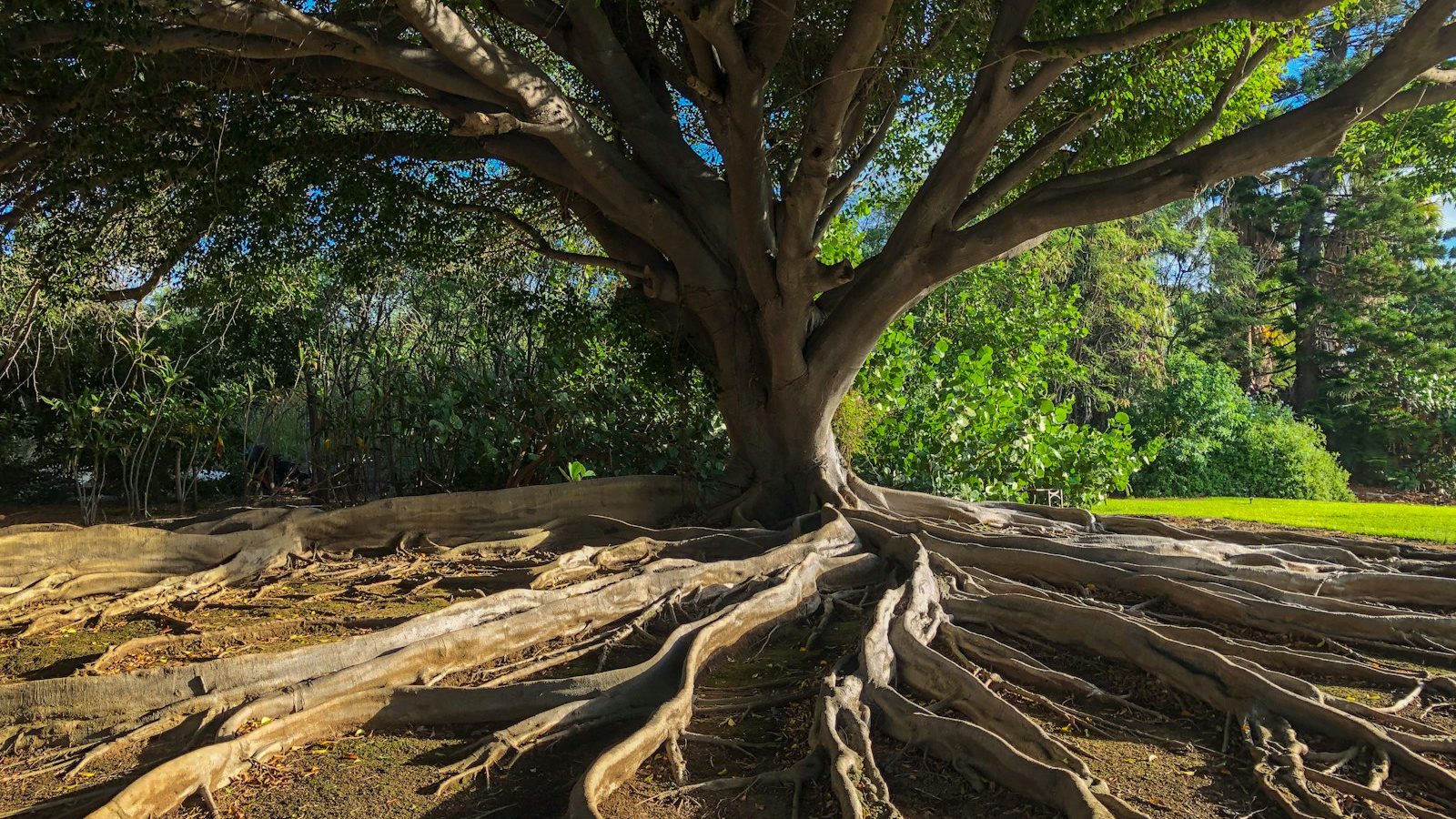 brown tree trunk on brown soil