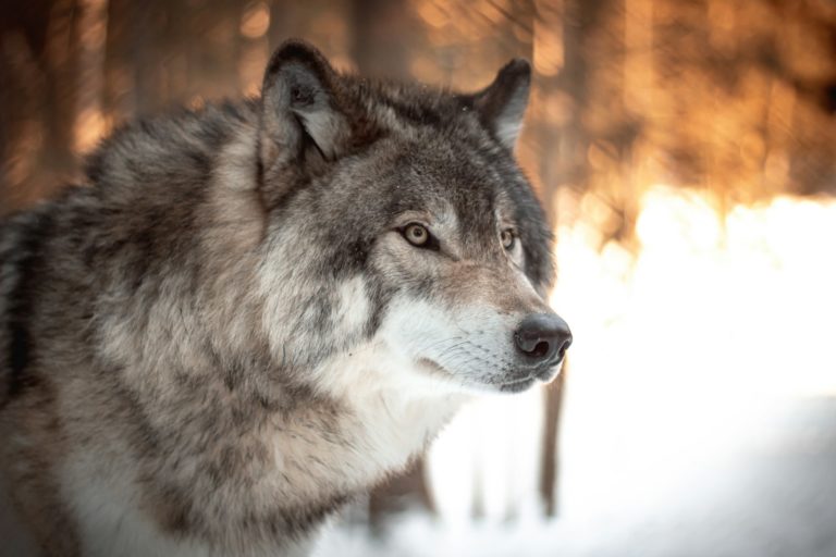 Loup animal totem