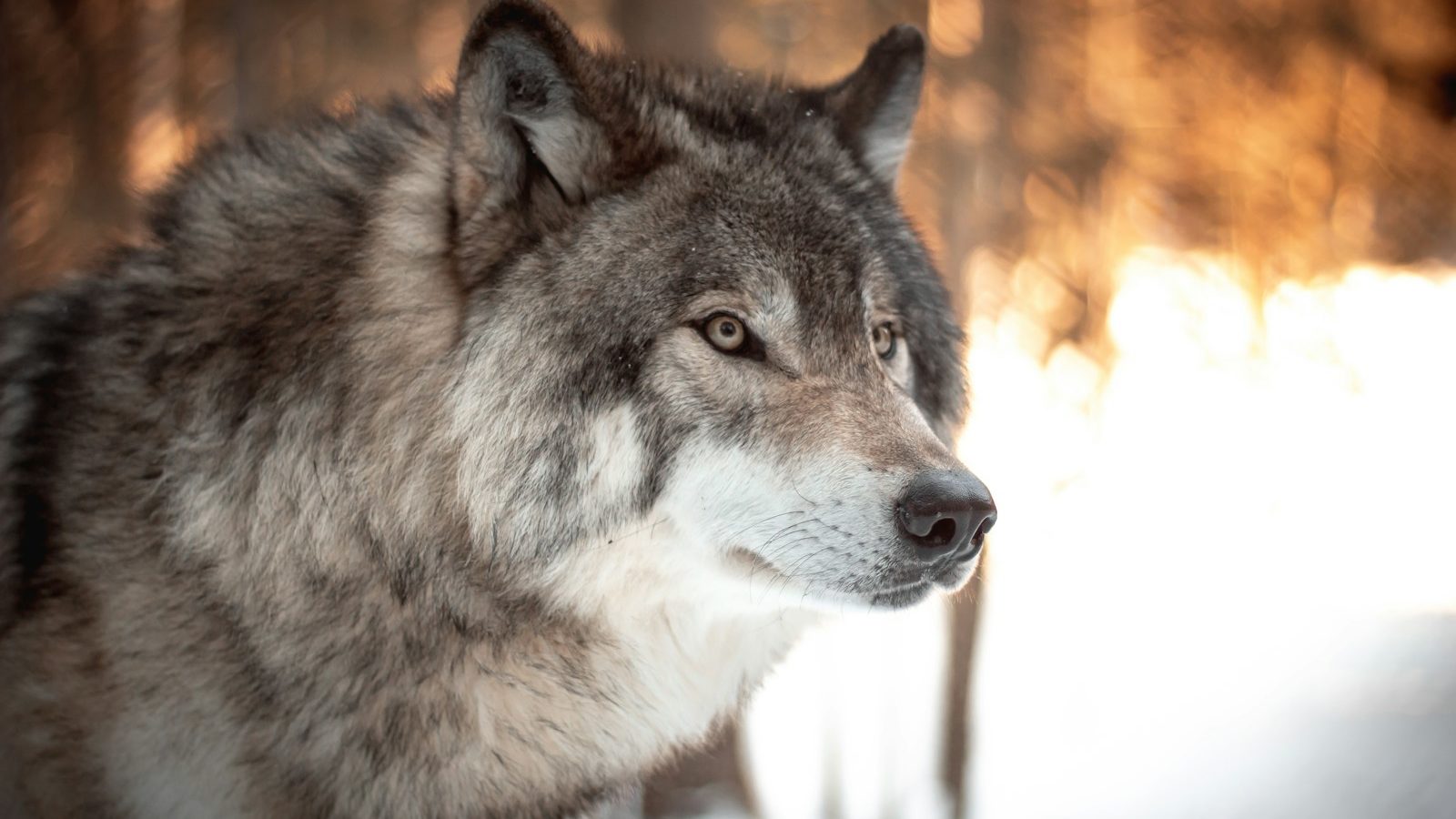 Loup animal totem