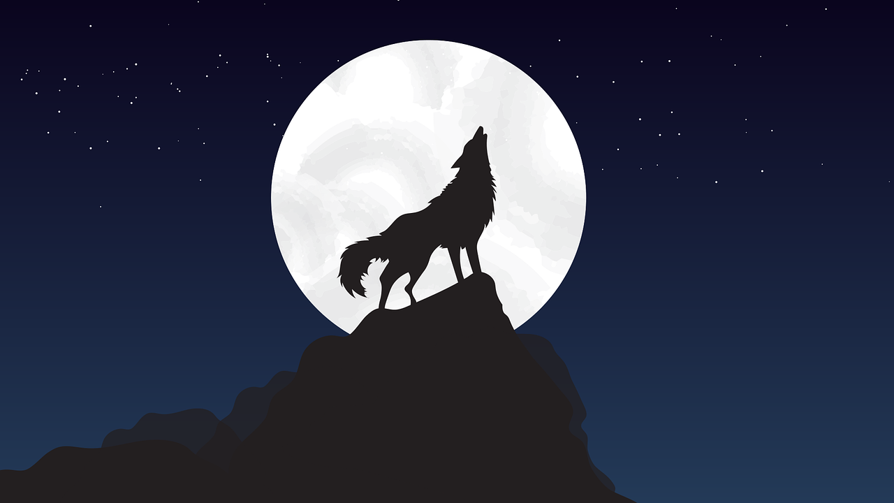 wolf, moon, nighttime, stars, night sky, sky, mountain, animal, nature, wildlife