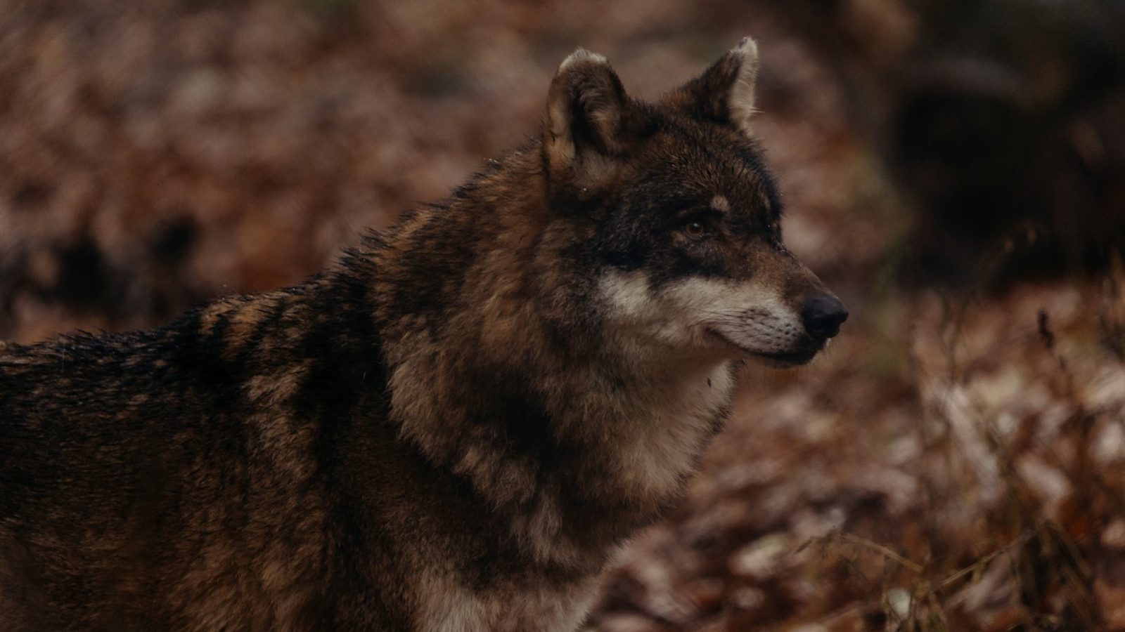 Loup brun animal totem