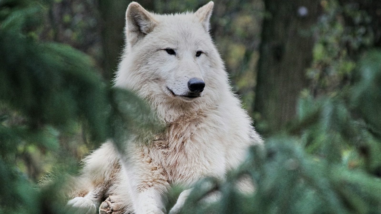 loup blanc animal totem 