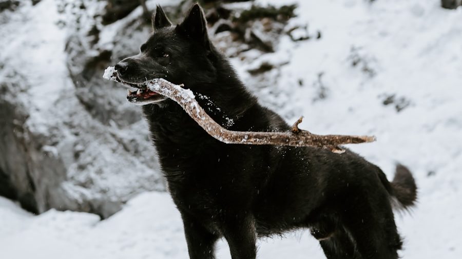 Loup noir animal totem