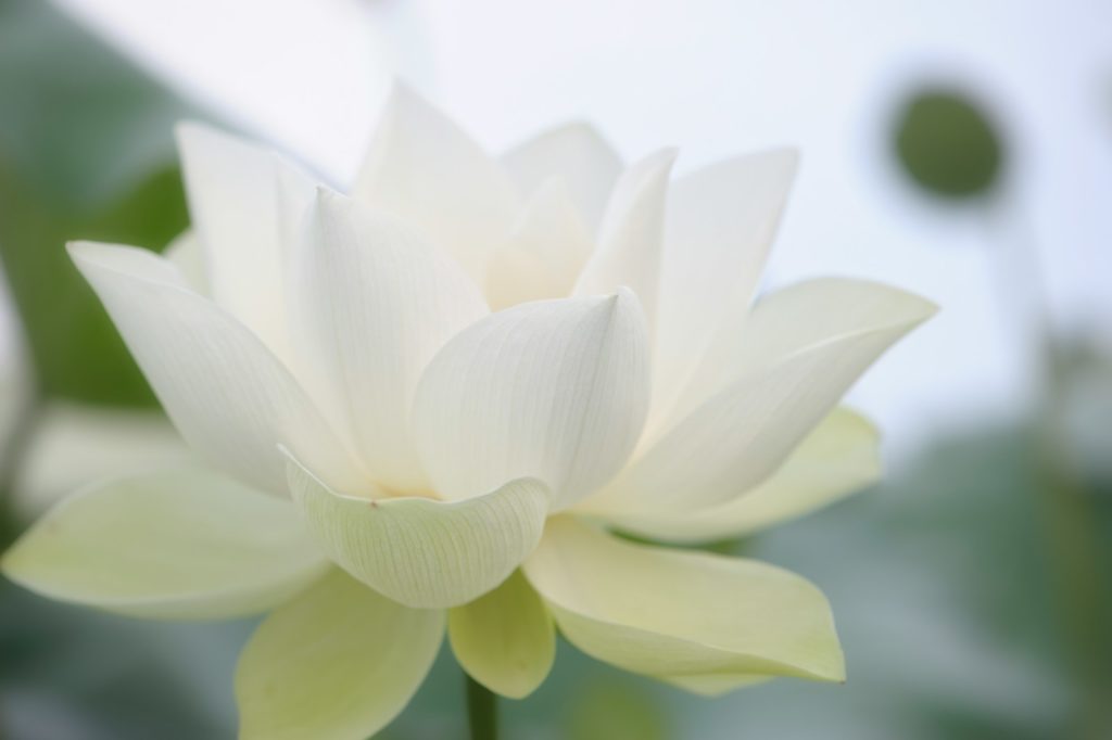 Lotus blanc - signification de la fleur de lotus