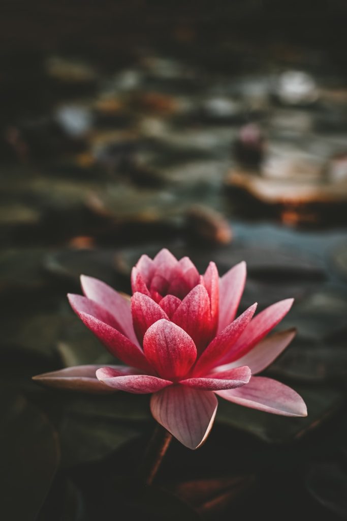 Lotus rouge - signification de la fleur de lotus