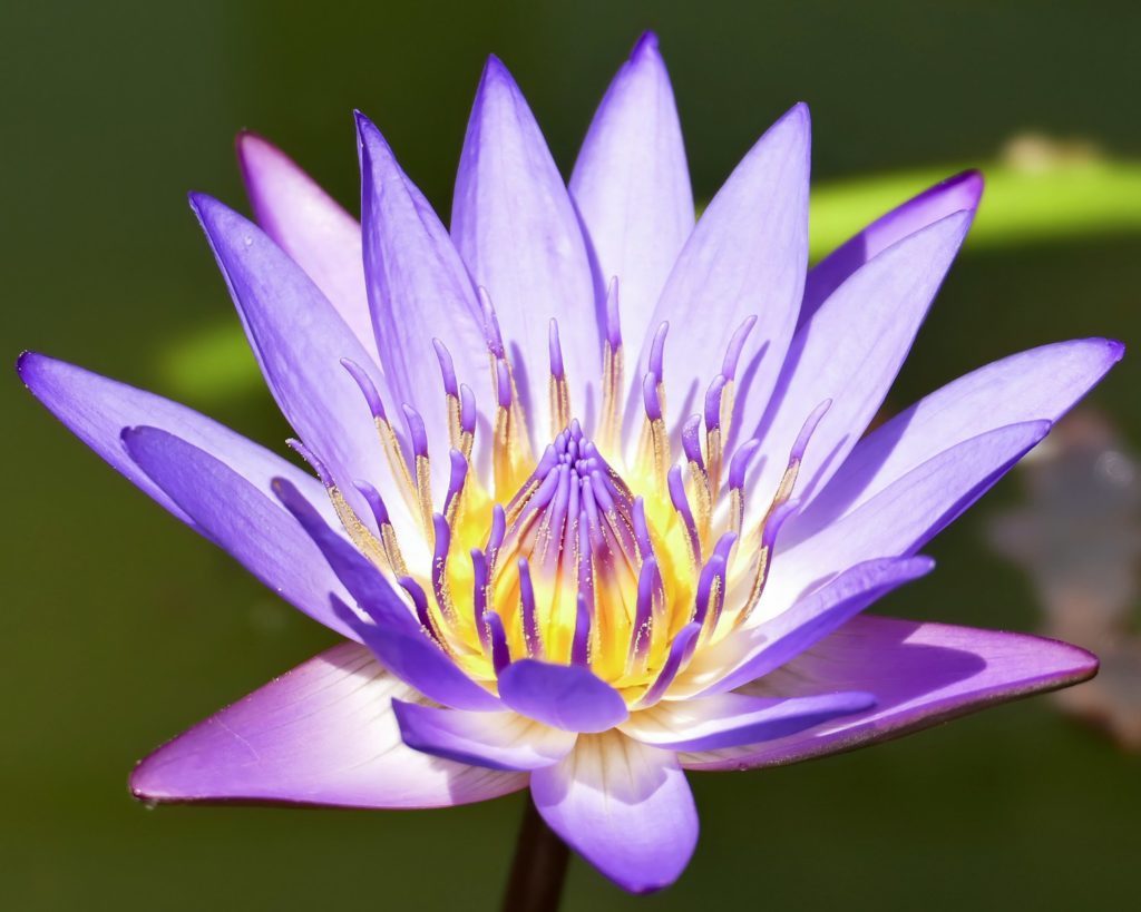 lotus violet mauve