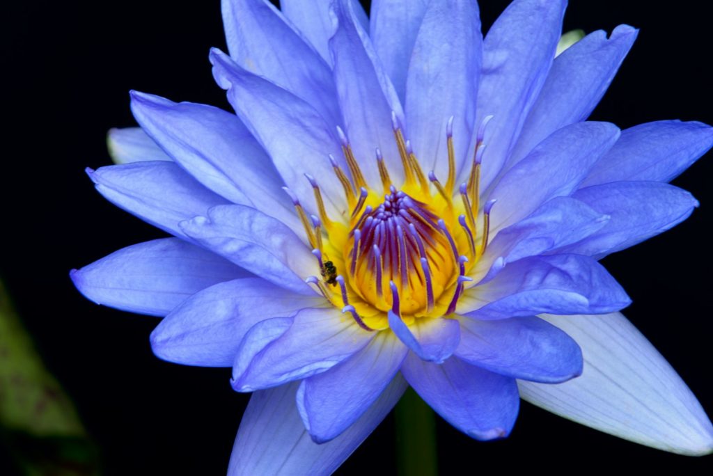 lotus bleu signification