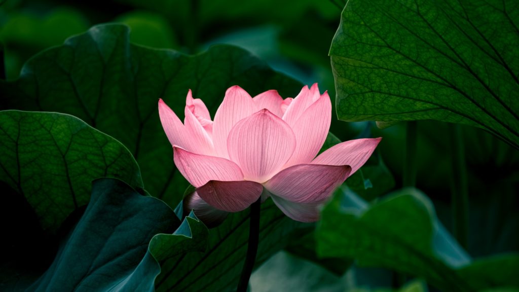 fleur de lotus rose